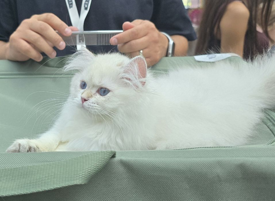Pui pisică british longhair
