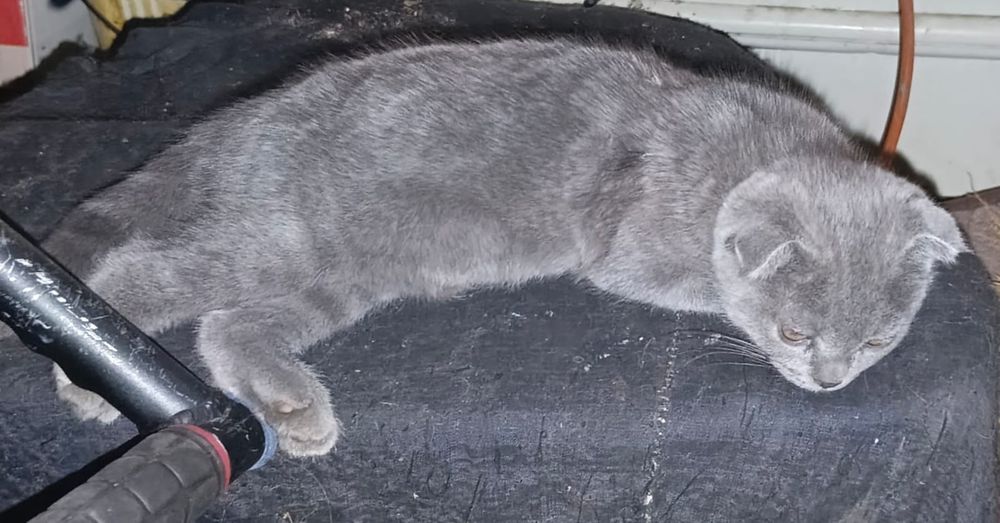 Продаю вислоухих котят