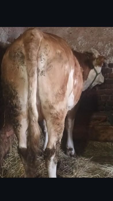 De vânzare o juninca