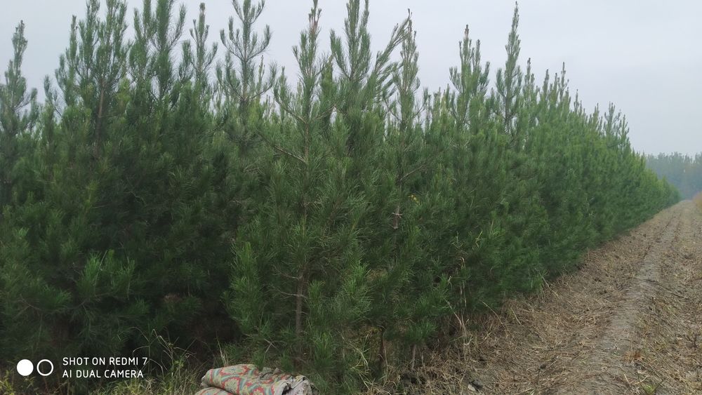 Archa koʻchatlar optim narxda Sasna Eldarski