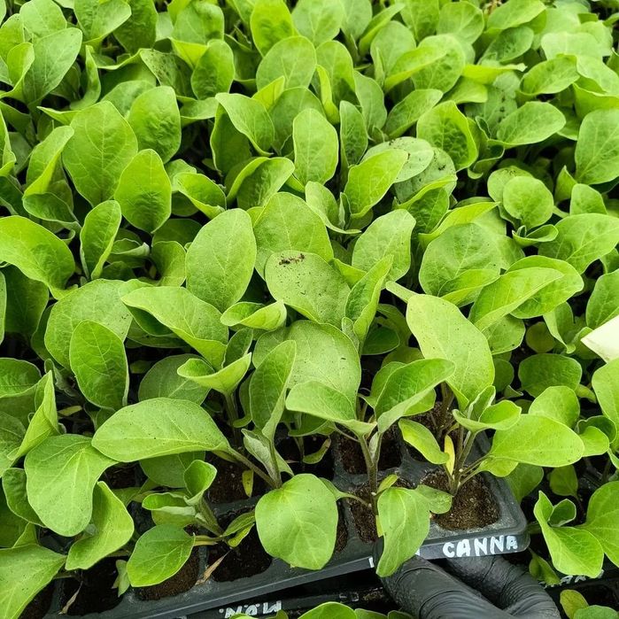 Răsăduri legume pentru angro