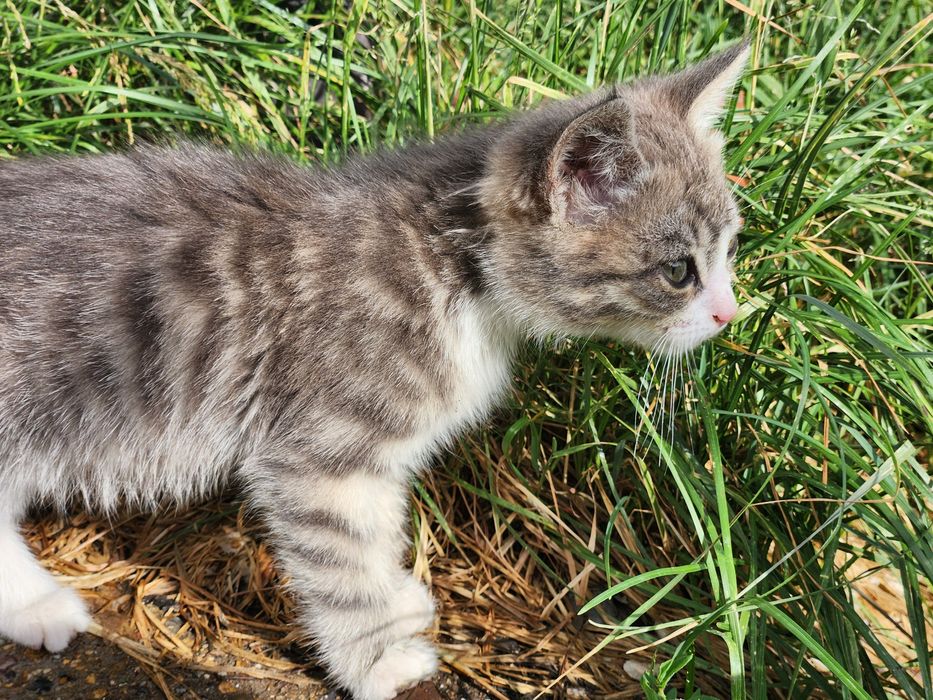 Отдам котёнка в добрые руки