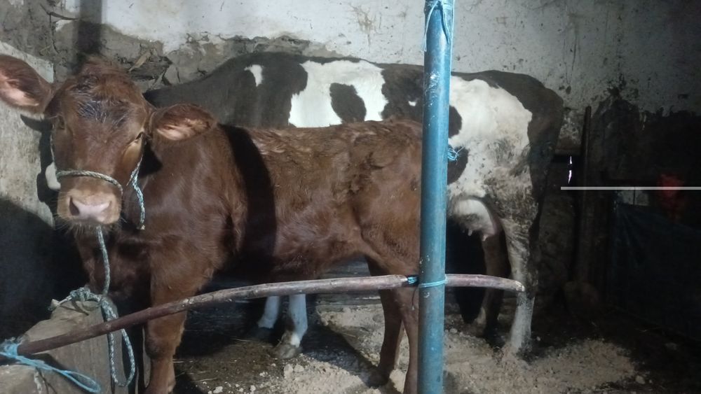 Vaca bălțată cu tot cu vițică de 4 luni