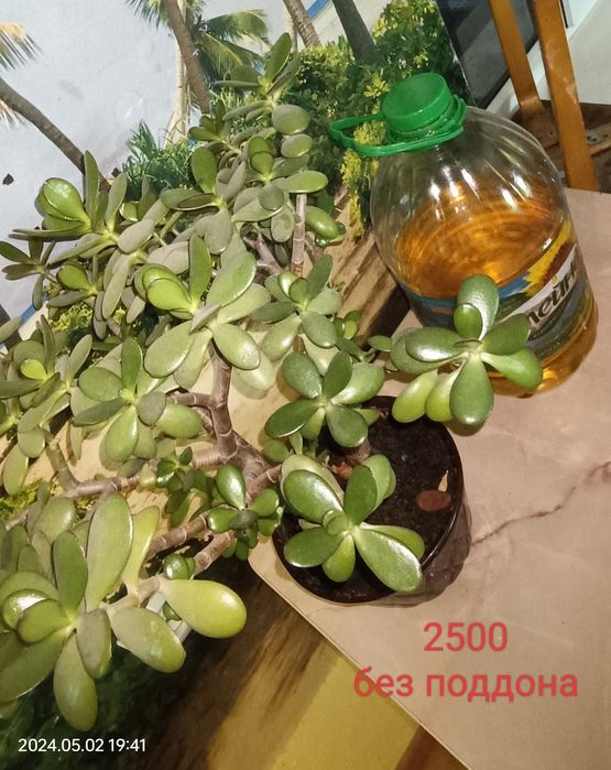 Продаётся комнатный цветок