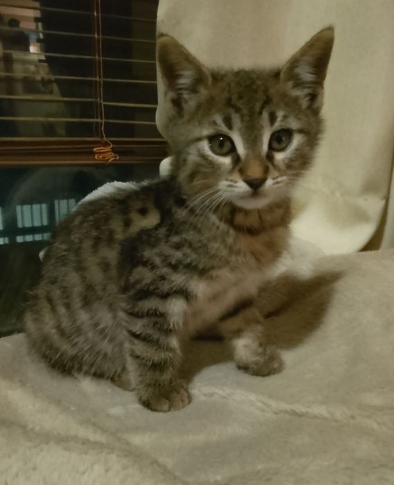 Домашно мъжко коте на 7 м.