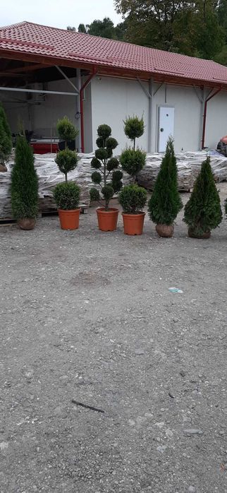 Piatra Naturala de Munte