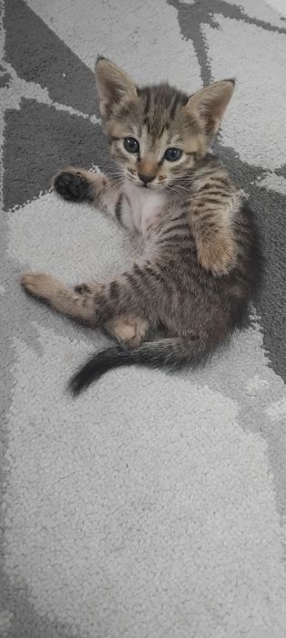 Отдам даром прекрасных котят