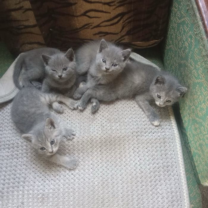 Котята в добрые руки