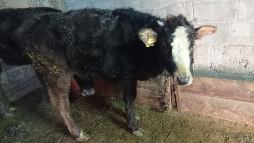 Продам телку от молочной коровы