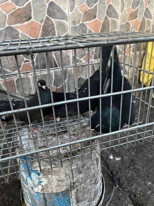 Porumbei santineti si jucatori de galati