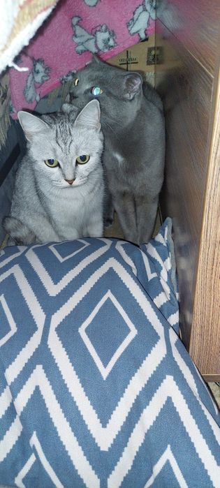 Продам котёнок вислоухий