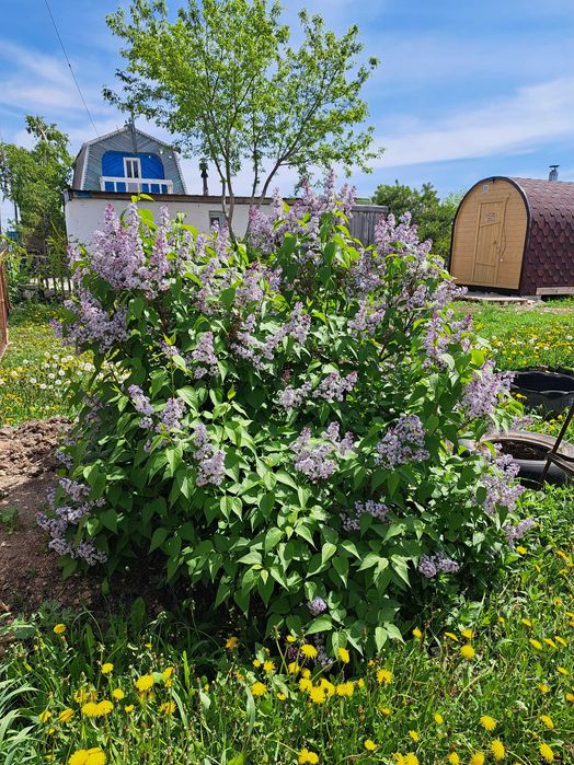 Продам дачу в Дамсе