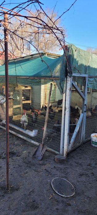 Продам умный курятник