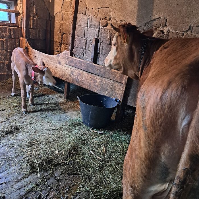 Vând vaca cu vitica