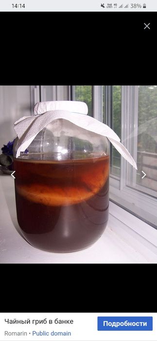 Продаю чайный  гриб 1000ТГ.
