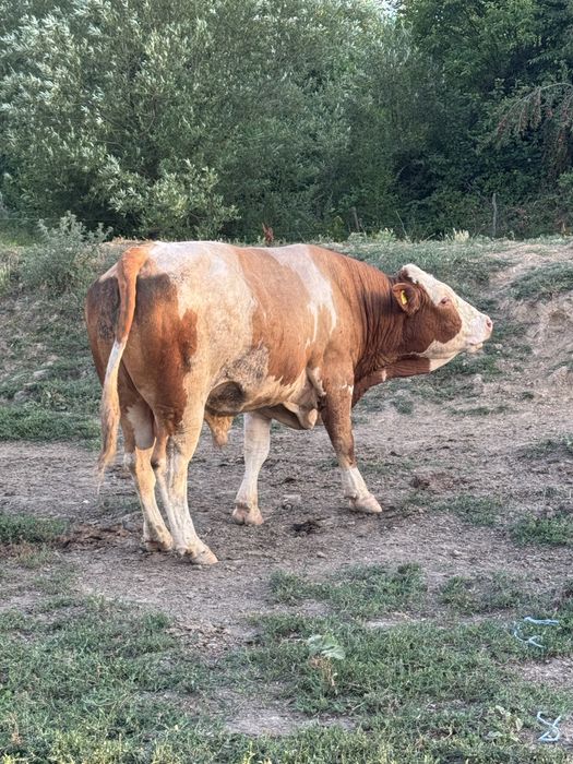 Vand taur baltata romaneasca