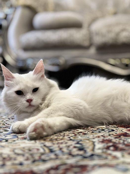 Кошка турецкая ангора