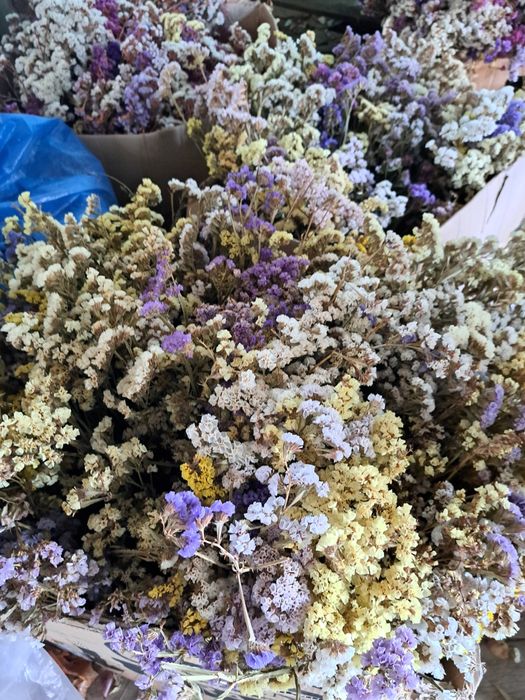 Flori uscate saraturica limonium
