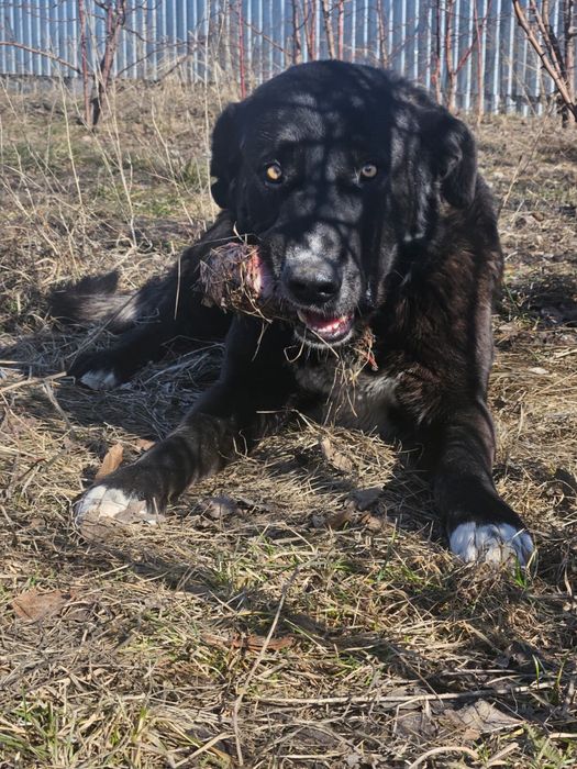 Отдадим большого пса