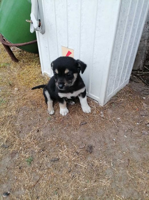 Подаряват се кученца