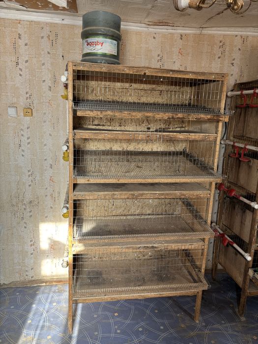 Клетки для перепелов