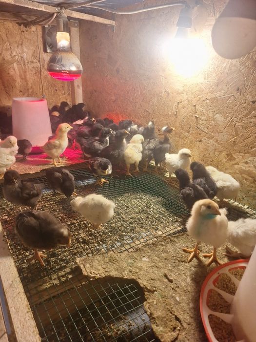 Pui din găini de țară de vânzare