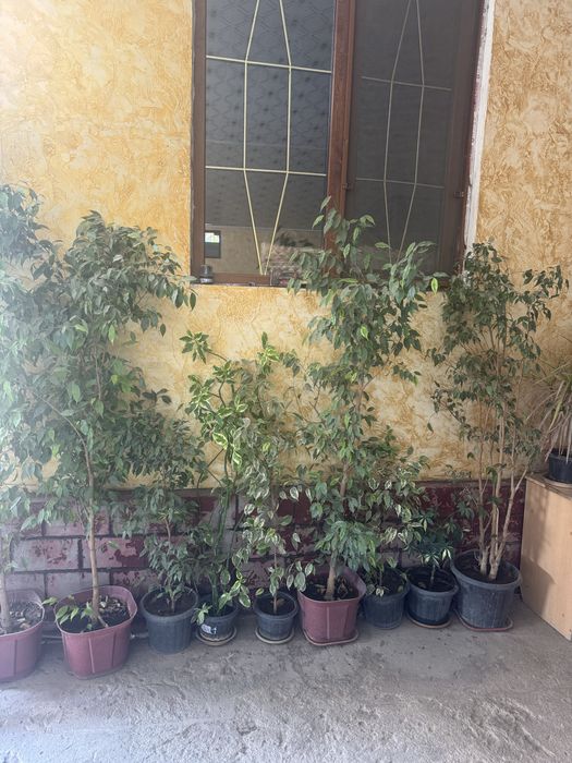 Домашние цветы