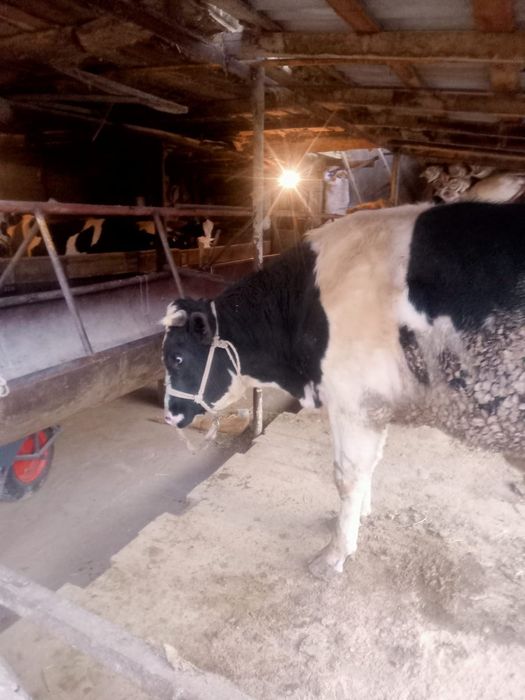 Бука сатылады жаксы порода