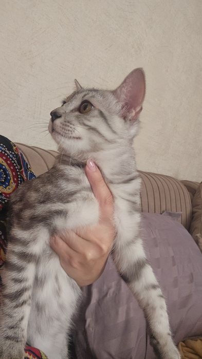 Отдам кота 7 месяцев