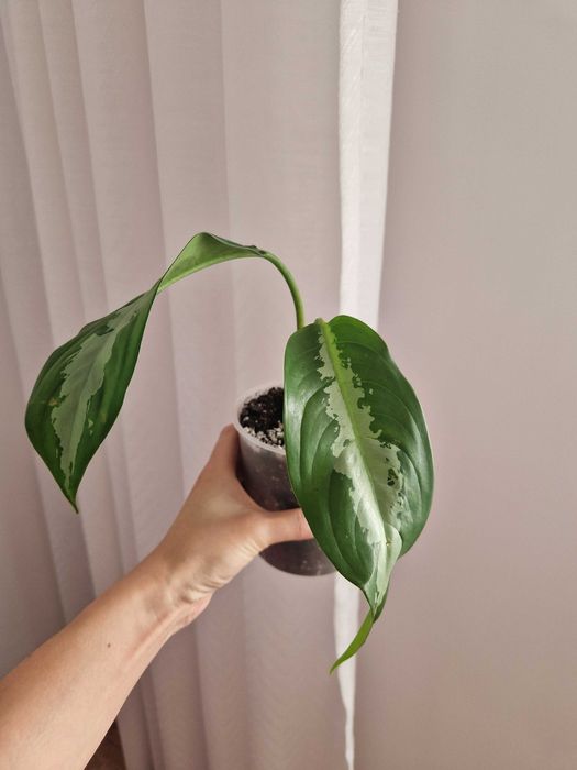 Аглаонема, комнатное растение