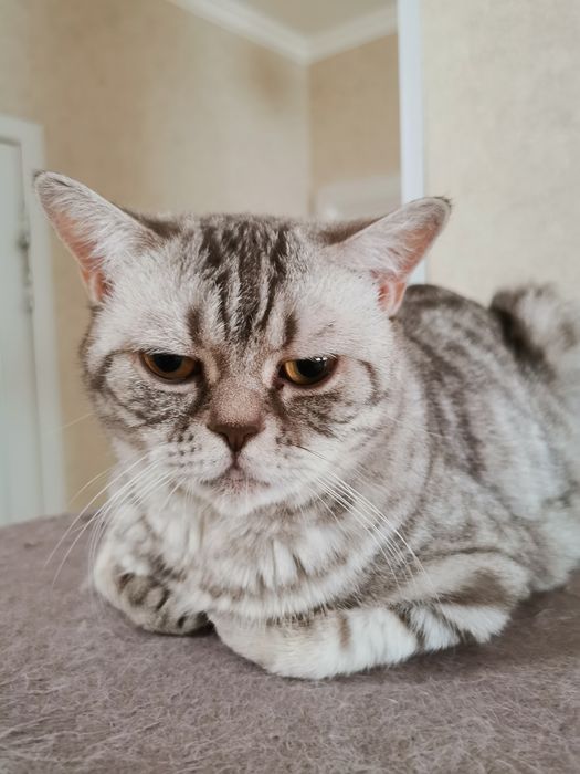 Шотландская кошка прямоухая