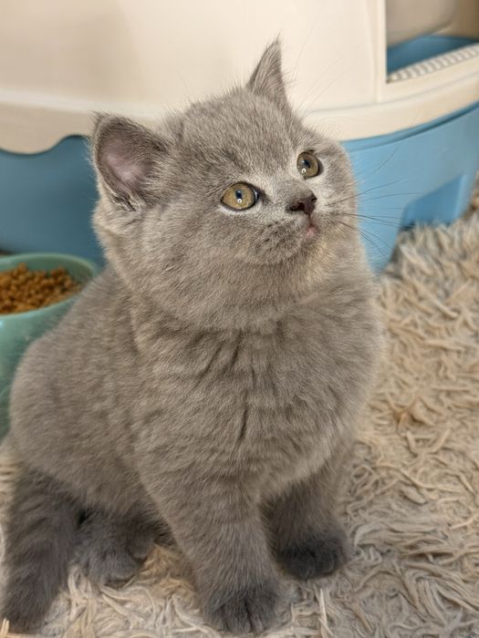 Премиум Котята на продажу