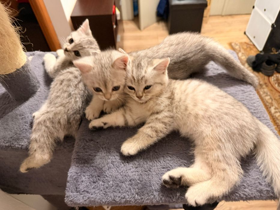 British shorthair Silver