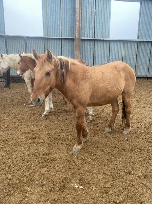 Шашты кискадағы шаш фильмін онлайн көріңіз