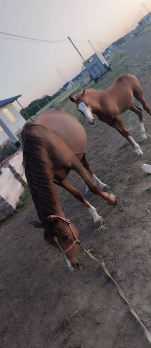 Продам лошадей либо обмен