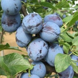 Pomi fructiefri clasici altoiti