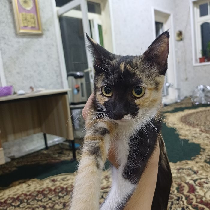 Кошка 3 месячная