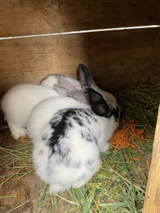 Продам крольчат микс 1месяц