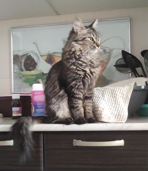 Отдам в хорошие руки