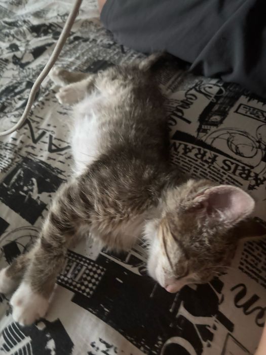 котенок в добрые руки