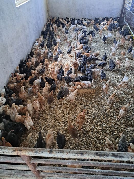 Pui rasa mixta carne si ouă