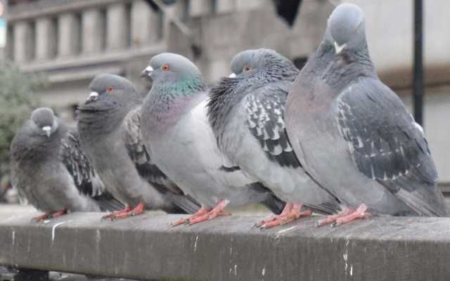 Montaj tepi/plasa anti porumbei/ Prestari servicii alpinism utitar