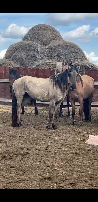 Байтал қысыр 2022.