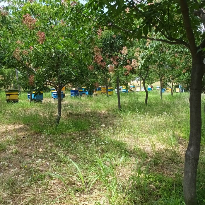 Натурален пчелен мед