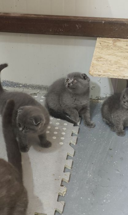 Scottish fold blue rasa pura de la crescător