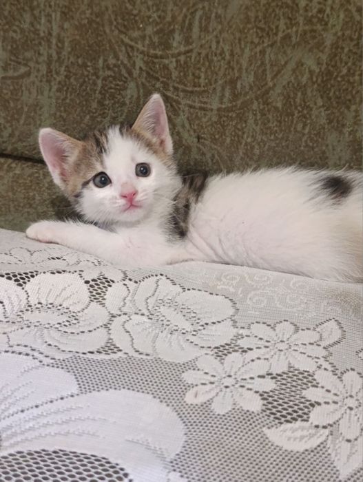 Отдаю котят в добрые руки