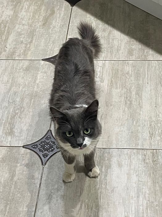 потерялся кот дымок !