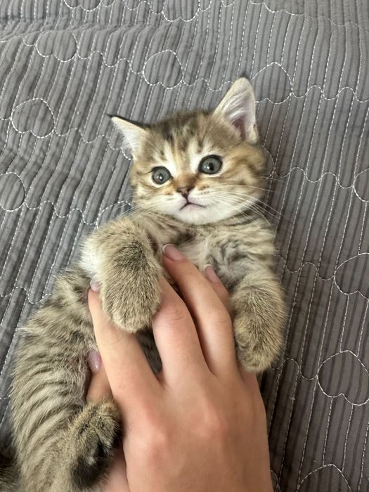 Шотландская кошечка