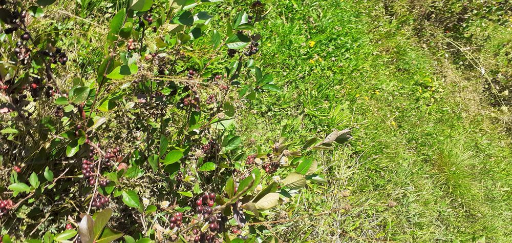 Tufe Aronia pe rod