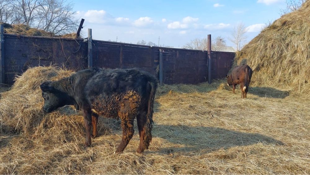 Продам телеочек возраст годовалый